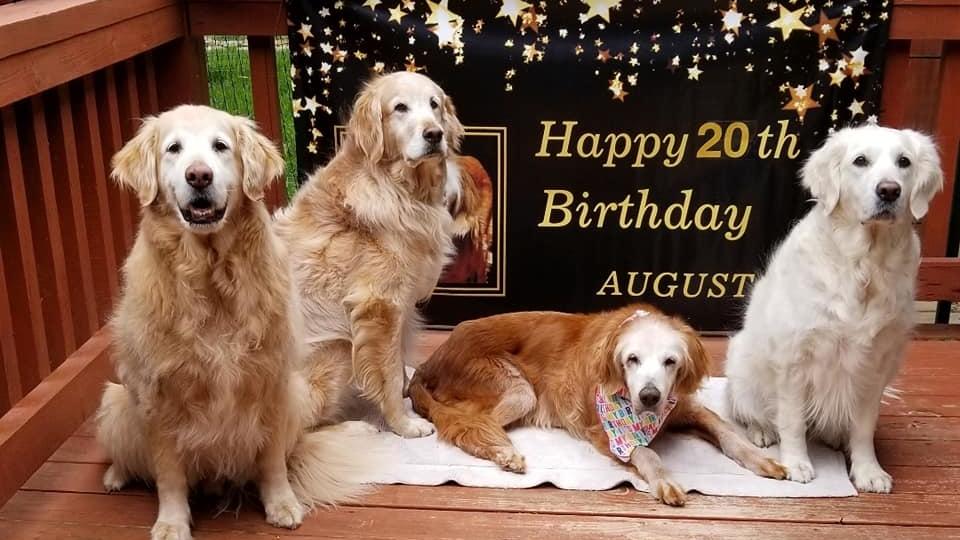 Ältester Golden Retriever Augie feiert Geburtstag