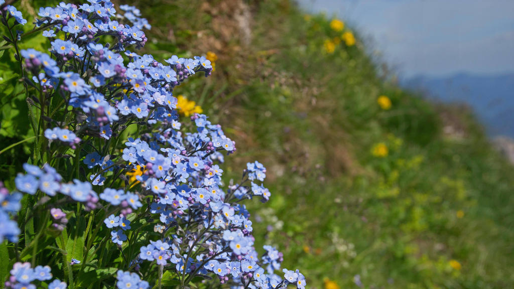 Alpen-Vergissmeinnicht, Alpenvergissmeinnicht Myosotis alpestris, bluehend, Deutschland, Bayern Alpine forget-me-not Myosotis alpestris, blooming, Germany, Bavaria BLWS600606 Copyright: xblickwinkel/M.xKuehnx