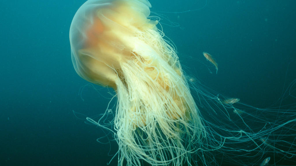 Gelbe Feuerqualle, Atlantik / (Cyanea capillata) / Loewenmaehnenqualle, Löwenmähnenqualle
