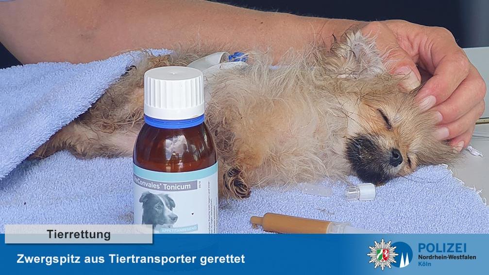Der kleine Welpe war völlig teilnahmslos, als die Beamten ihn fanden.