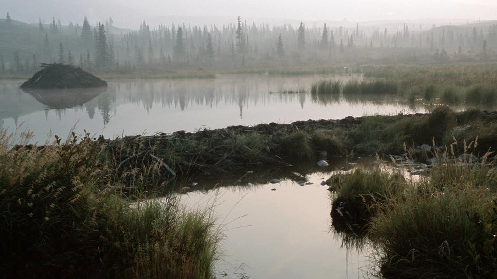Kanadabiber, Kanada-Biber, Biber (Castor fiber canadensis), Biberdamm, USA, Alaska, Denali-Nationalpark | North American Beaver (Castor fiber canadensis), beaverdam, beaverbank, USA, Alaska | Verwendung weltweit