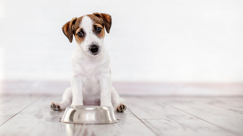 Hund, der Futter aus der Schüssel isst