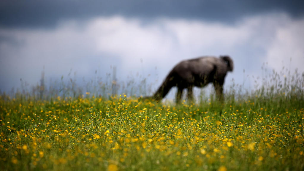 Wetterbericht für den 06.07.2020: Mit Wind und Regen in die neue Woche