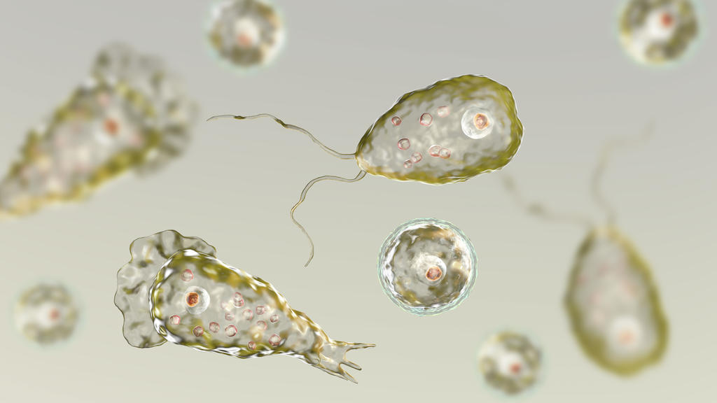 Naegleria fowleri