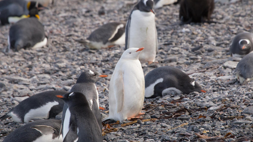 Eselspinguin mit Albinismus