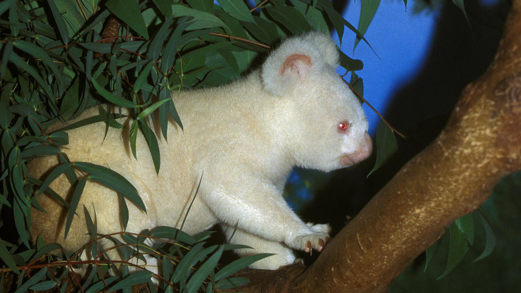 Albino-Koala