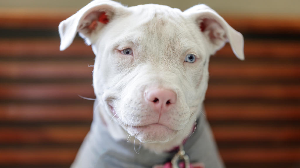 Albino Pitbull Terrier