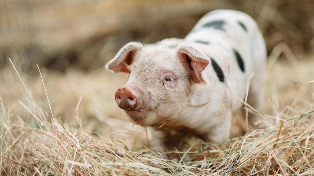 Kleines Ferkel