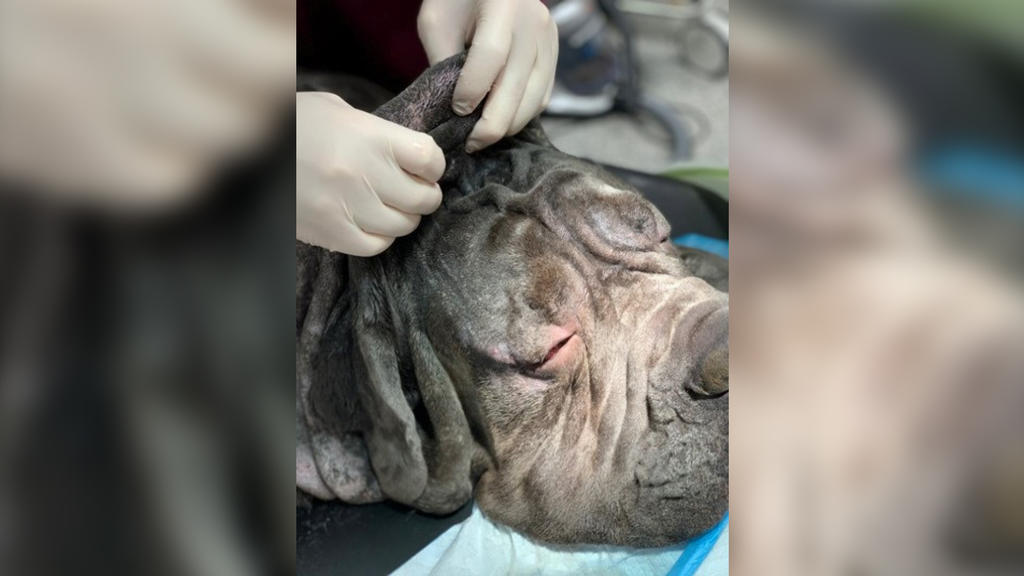 Hund Lifitng/ Mastiff Neo aus Swinden muss sich einem Facelifting unterziehen