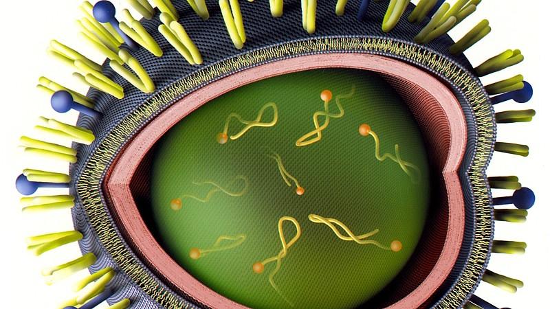 Grippe-Virus