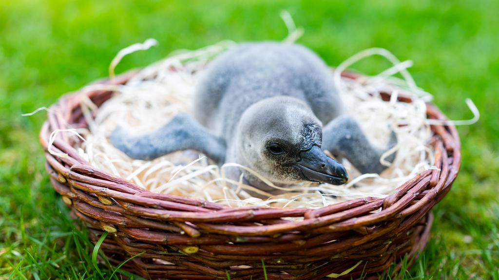 31.07.2020, Niedersachsen, Walsrode: Ein wenige Wochen alter Humboldt-Pinguin sitzt im Weltvogelpark Walsrode in einem Korb. Der Nachwuchs bei den Pinguinen und vielen weiteren Vogelarten hält die Pfleger, Tierärzte und Biologen im Weltvogelpark Wals