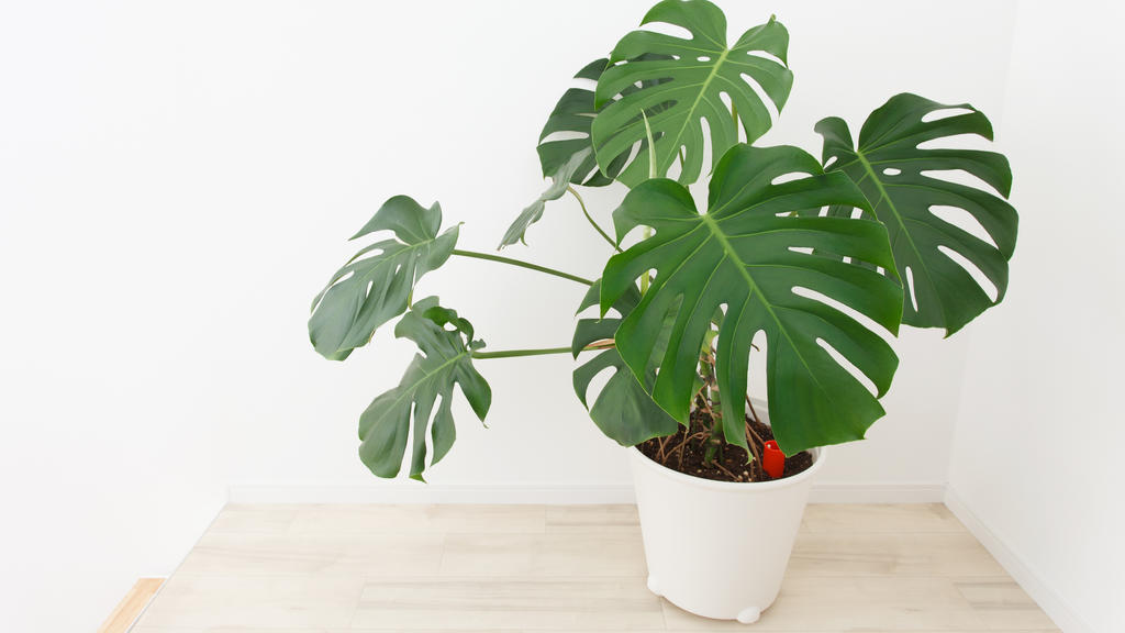 Monstera
