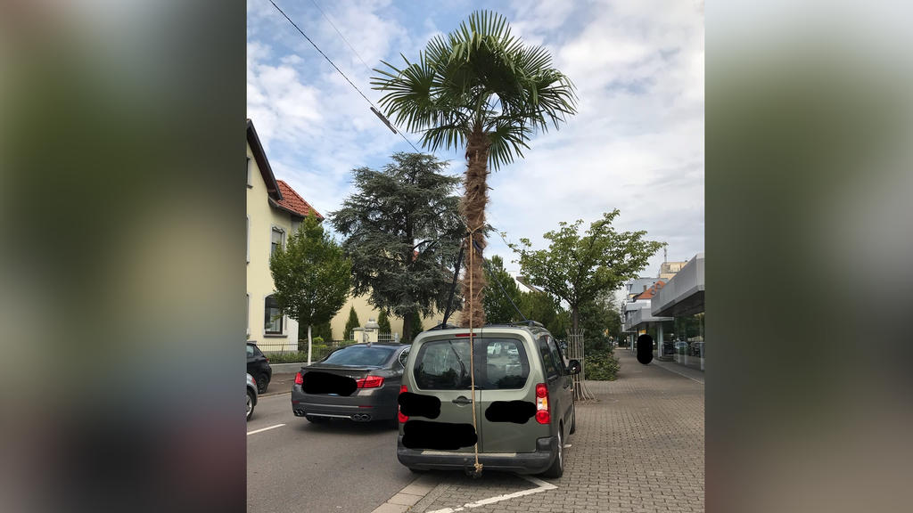 Aus einem Auto ragt eine Palme. Ein 55 Jahre alter Mann ist wegen einer ungewöhnlicher Ladung in Saarlouis von der Polizei angehalten worden.