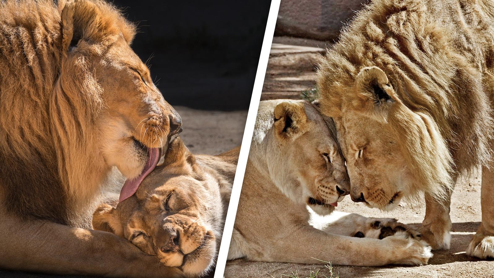 Liebe Bis In Den Tod Lowenpaar Im Los Angeles Zoo Nach 21 Gemeinsamen Jahren Eingeschlafert