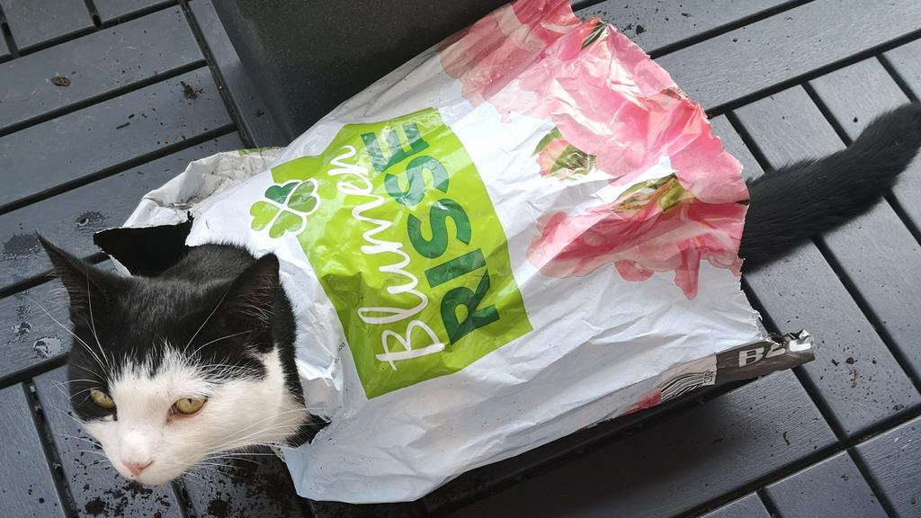 Sarah Bub aus Kreuztal hat ein Foto von Kater Ron eingeschickt.