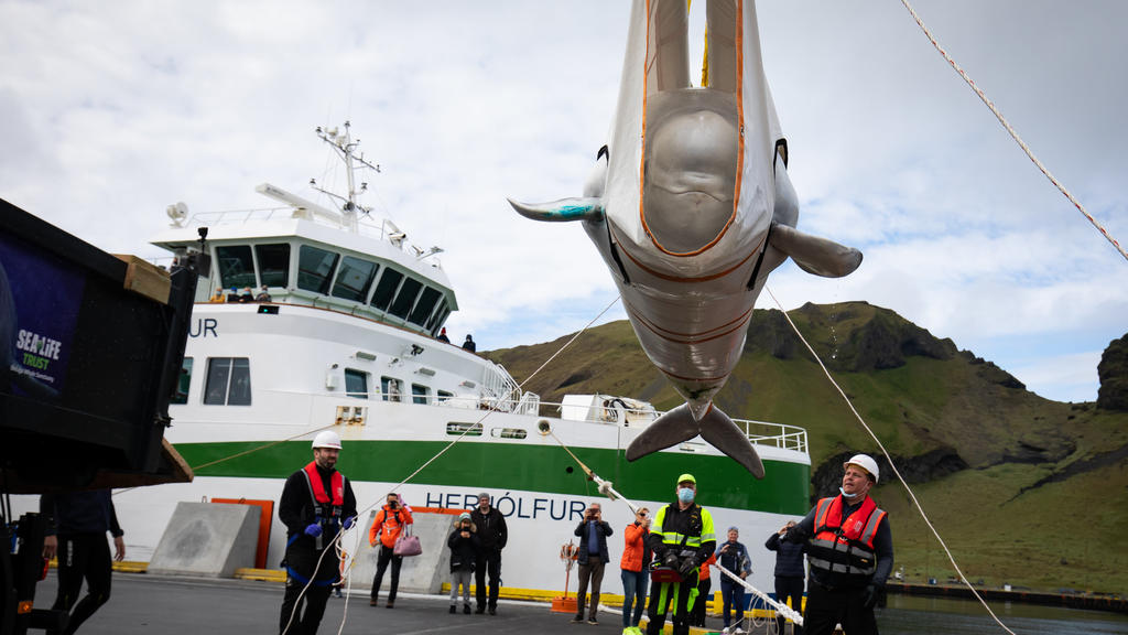 10.08.2020, Island, Westman Islands: Mitarbeiter der Umweltorganisation «Sea Life Trust» transportieren einen Belugawal vorsichtig in einem Netz in ein neues Freiwasserschutzgebiet. Zwei Beluga-Wale mit den Namen Kleiner Grauwal und Kleiner Weißwal w