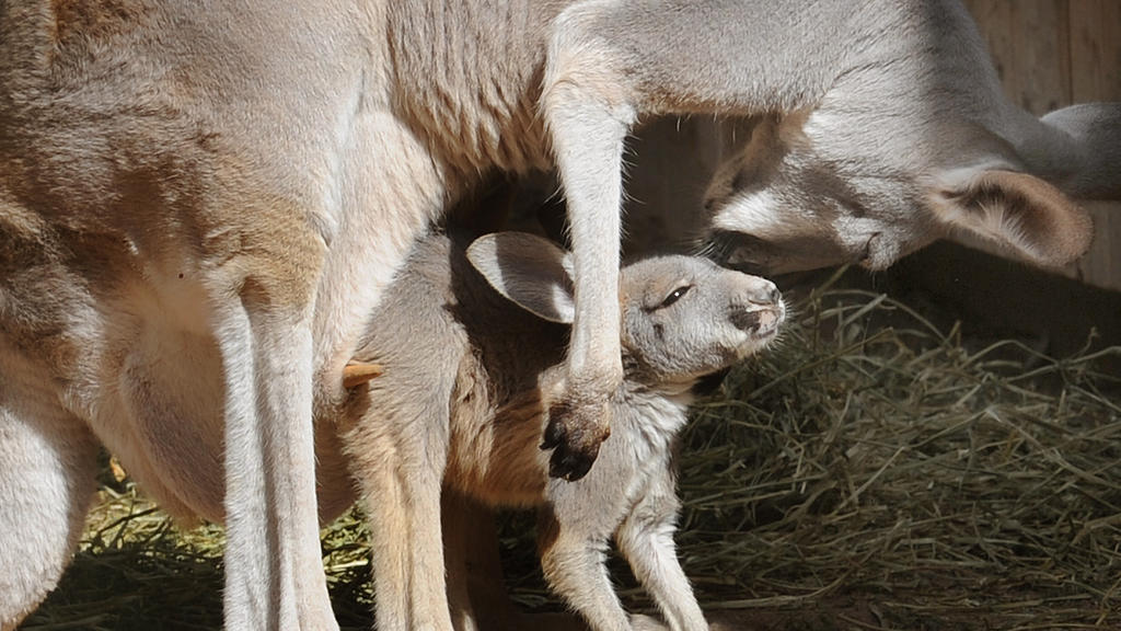 Rote Kängurus sind hitzefest