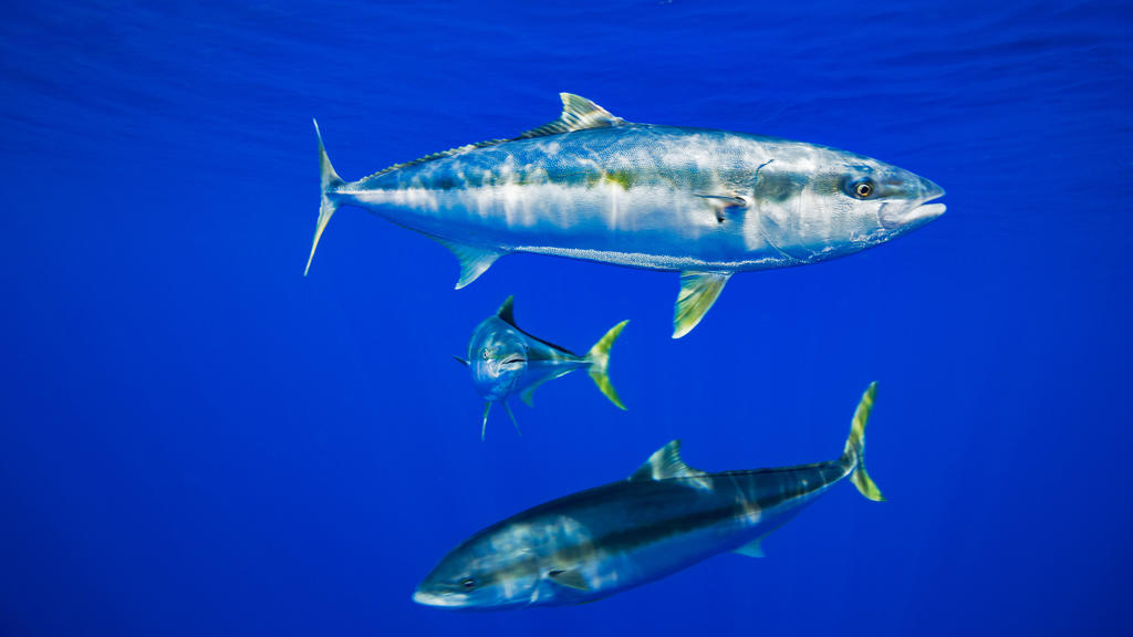 The California Yellowtail (Seriola Lalandi Dorsalis) Is Also Known As Yellowtail Amberjack Or Great Amberjack, And Is Found Along The Eastern Pacific Coast, From Southern California To The Baja California Peninsula; Guadalupe Island, Mexico | Verwend
