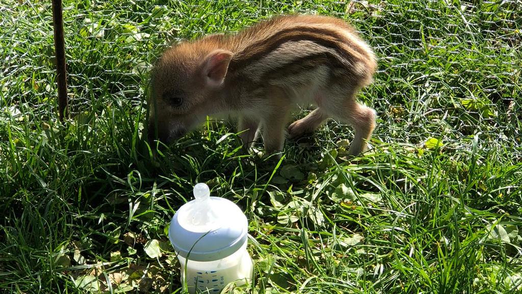 Wildschwein-Frischling