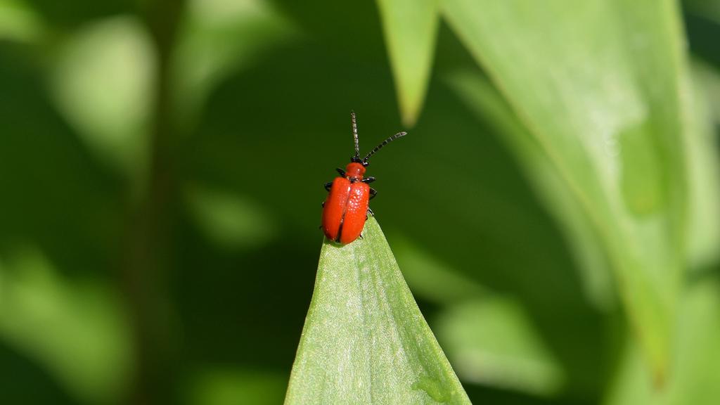 Lilienhähnchen