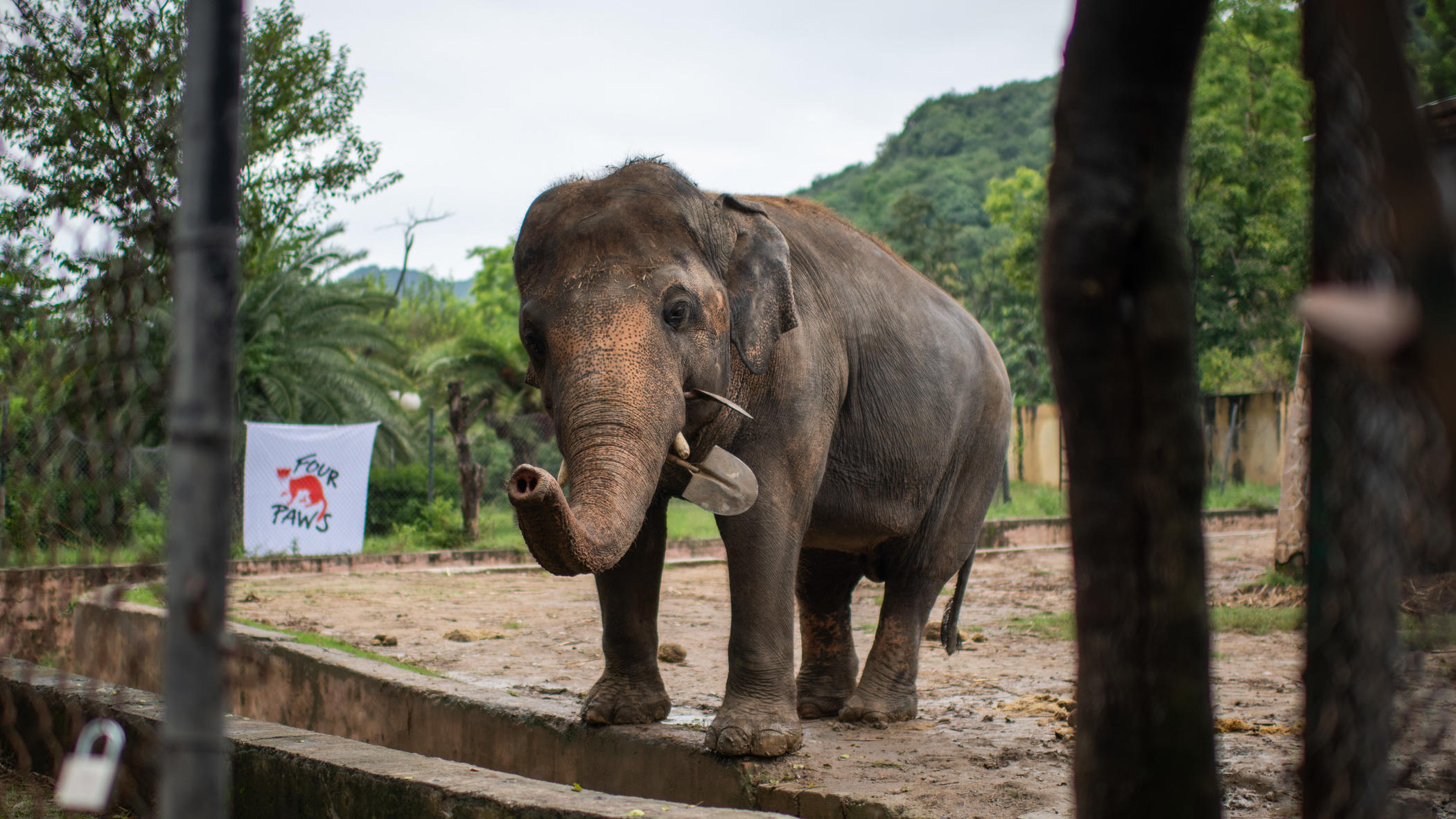 Endlich Freiheit Fur Den Einsamsten Elefanten Der Welt Kaavan Wird Nach Kambodscha Umgesiedelt