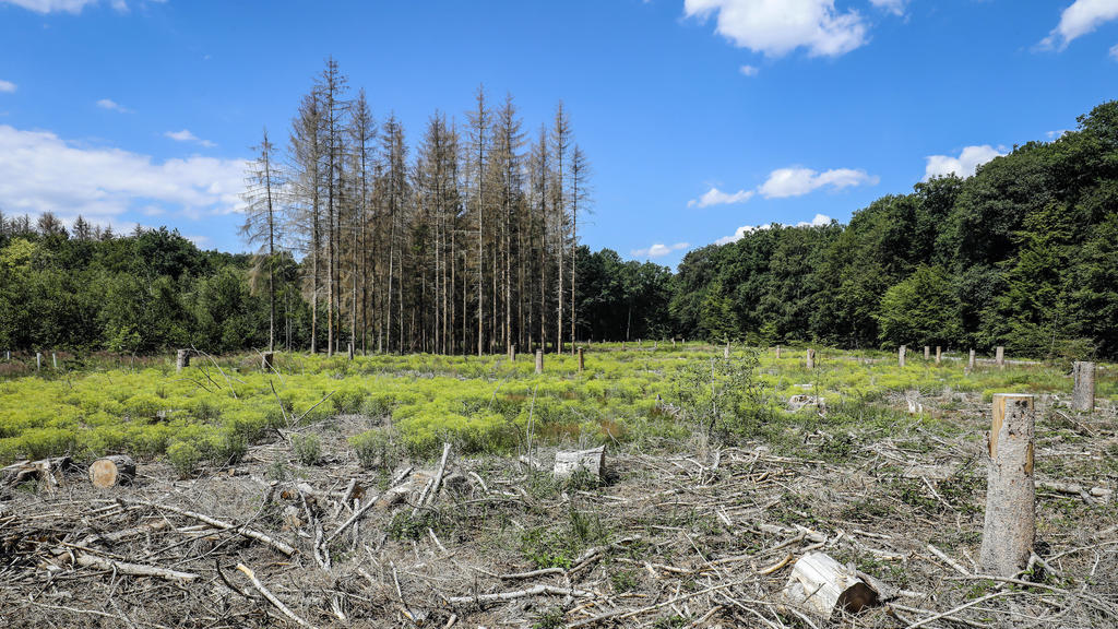 Bonn, Nordrhein-Westfalen, Deutschland - Waldsterben im Kottenforst, Trockenheit und Borkenkäfer schädigen die Fichtenbäume im Nadelwald. Bonn Nordrhein-Westfalen Deutschland *** Bonn, North Rhine-Westphalia, Germany Dying forest in the Kottenforst,