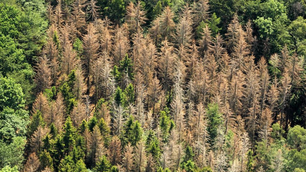 Luftbilder SONDERSHAUSEN, 05.06.19, Borkenkäferbefall an Nadelbäumen bei Sondershausen *** Aerial photos SONDERSHAUSEN, 05 06 19, bark beetle infestation on conifers near Sondershausen
