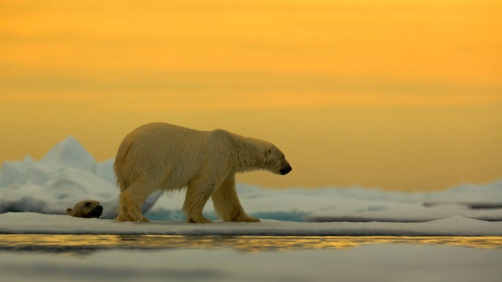 Eisbär Ursus maritimus im Treibeis vor Sonnenuntergang, Spitzbergen, Norwegen *** Polar bear Ursus maritimus in drift ice before sunset, Spitsbergen, Norway Copyright: xOndrejxProsickyx BIA157169