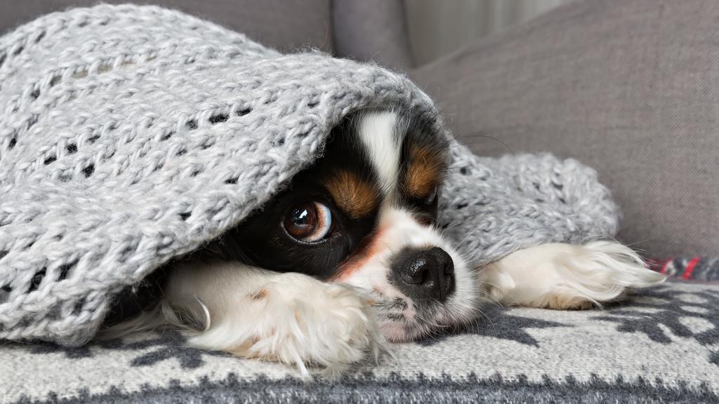 Süßer Hund unter grauer Wolldecke