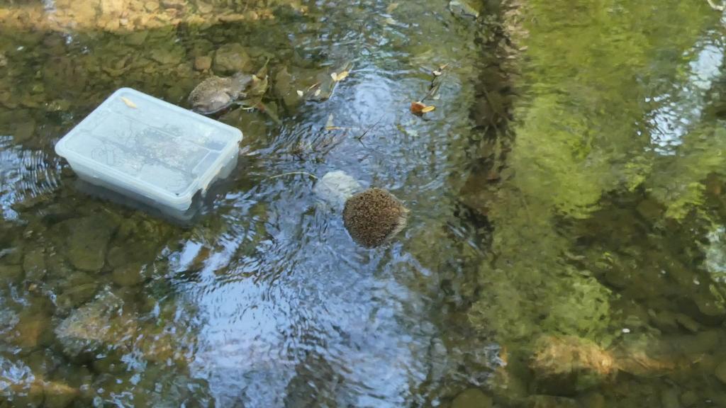 In der hessischen Gemeinde Ober-Mörlen treibt sich ein Igel-Killer herum. Ein Spaziergänger entdeckte am Dienstag acht tote Igel, die in der Nähe des Schlosses in der Usa trieben.