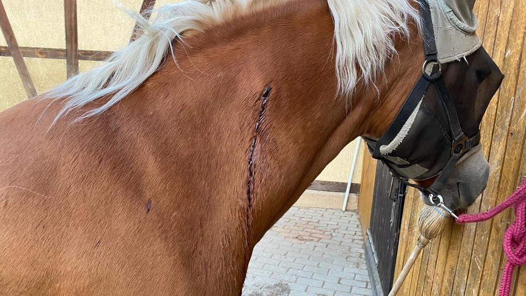 In den vergangenen Monaten wurden immer wieder Tiere im Umkreis der Stadt Jena verletzt.