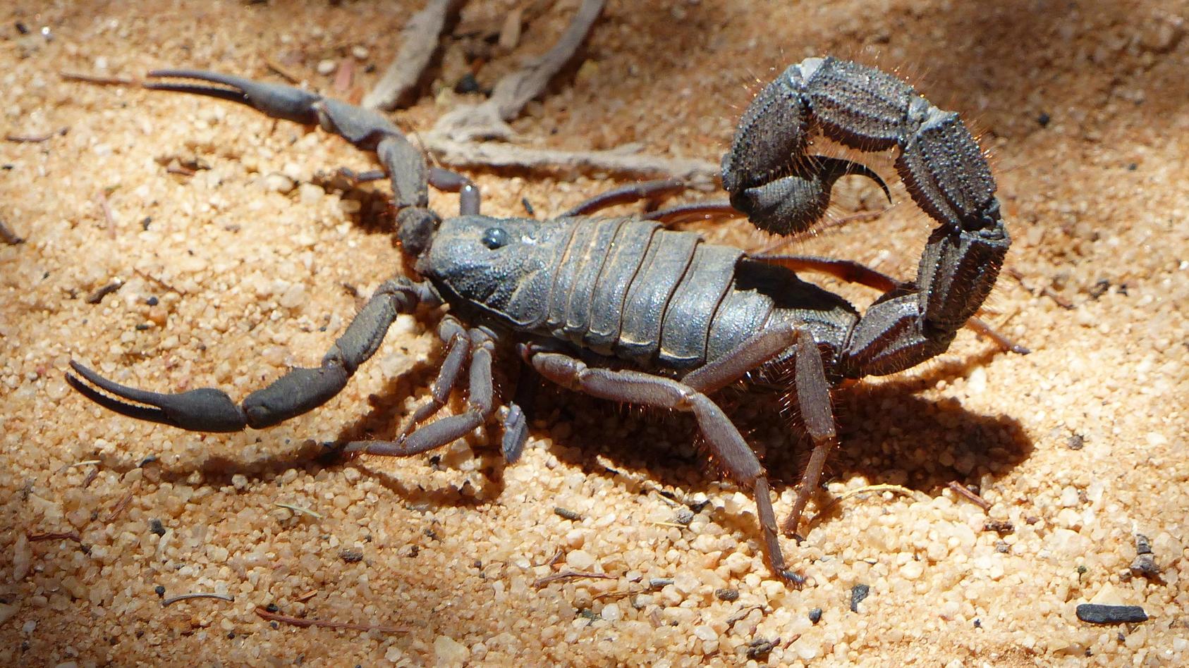 Partnersuche skorpion