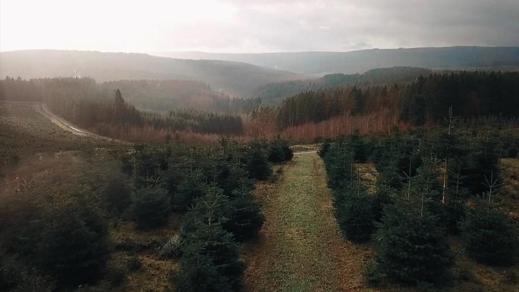 Weihnachten 2020: Dürre macht Adventskranz teurer
