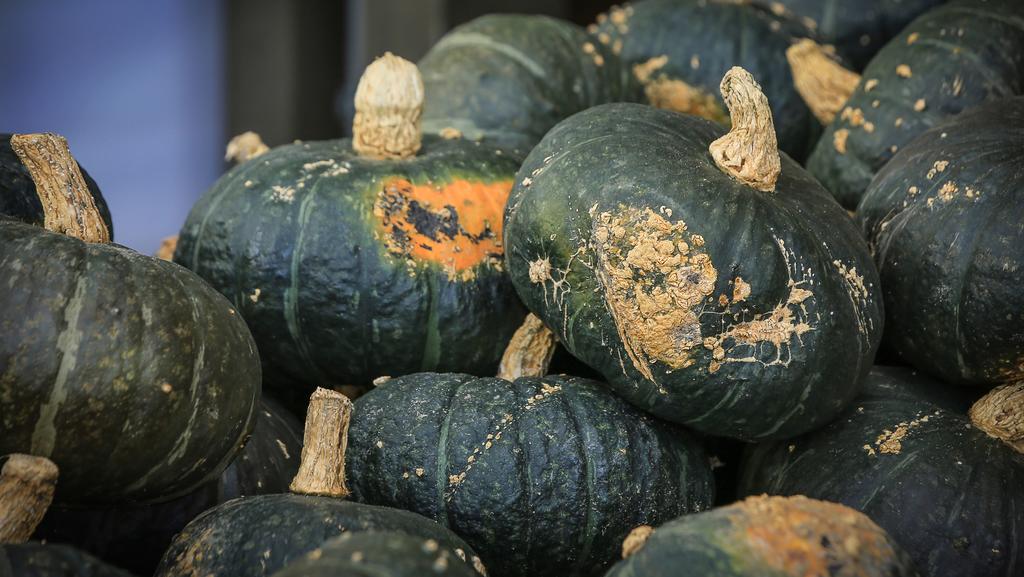 Kabocha Kürbis