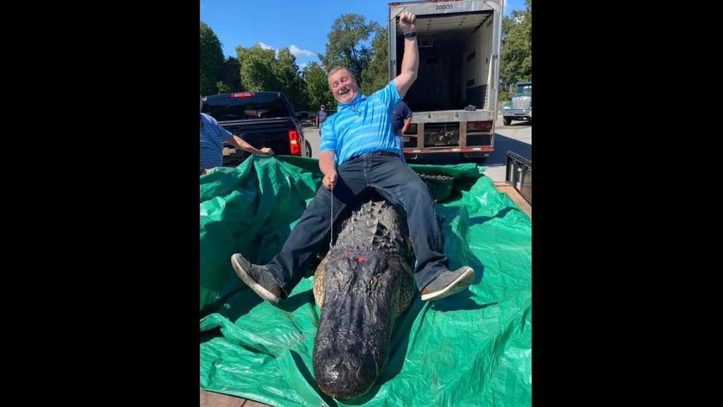 Alligator Arkansas