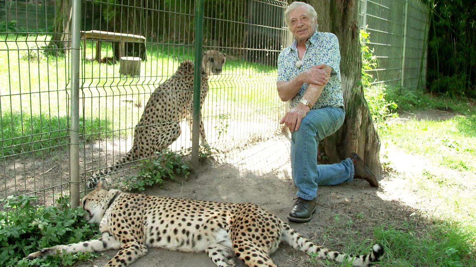 Raubkatzen Halten Wie Hundewelpen So Einfach Kommt Man In Deutschland An Tiger Gepard Und Co