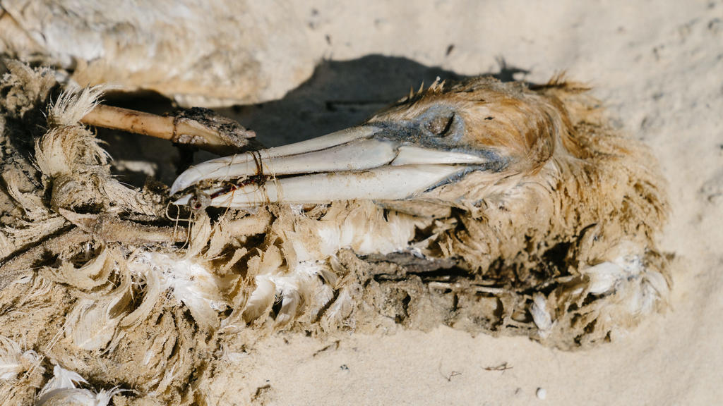 Schockierende Bilder Schon wieder tote Meeresschildkröten wegen Plastik