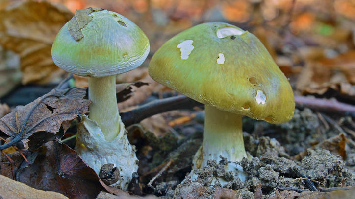 Grüner Knollenblätterpilz