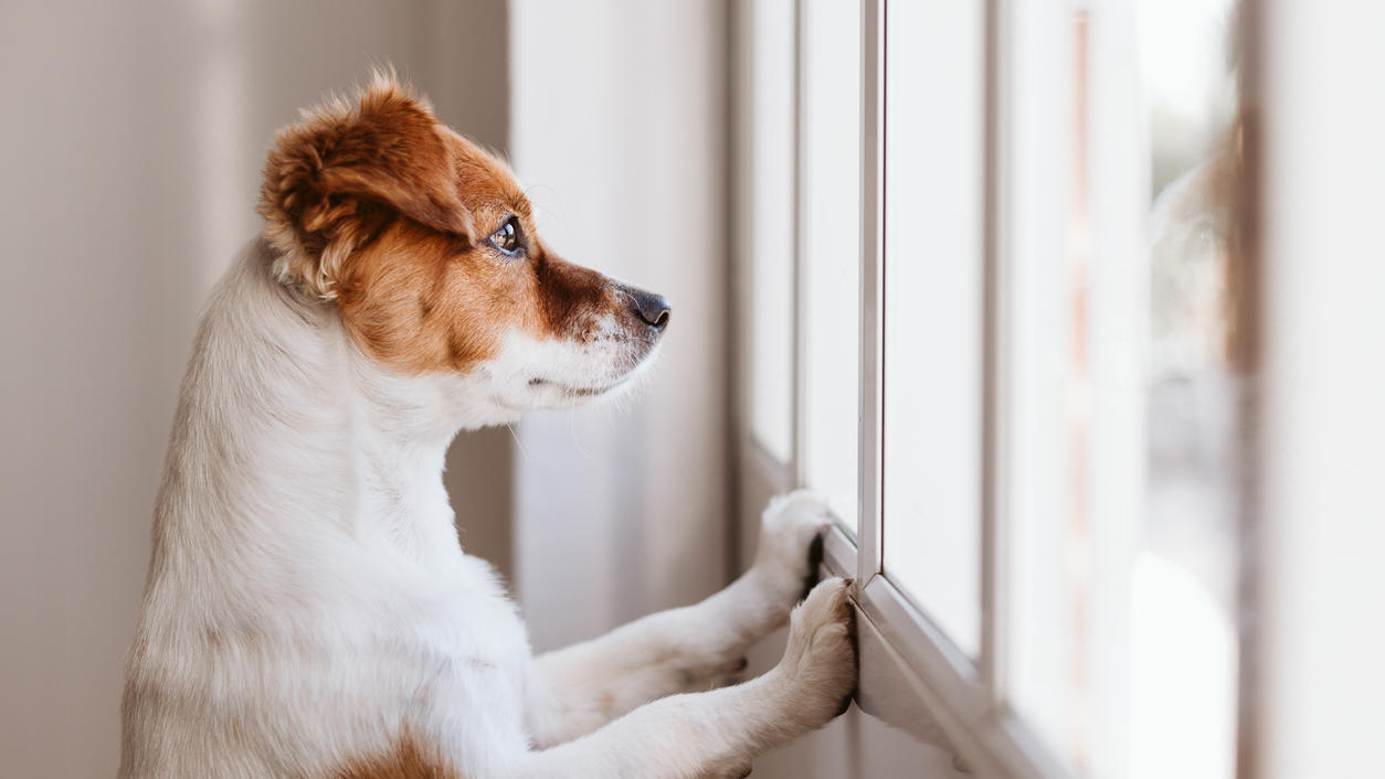 ihr hund bleibt nicht gern alleine martin rutter verrat was sie tun konnen