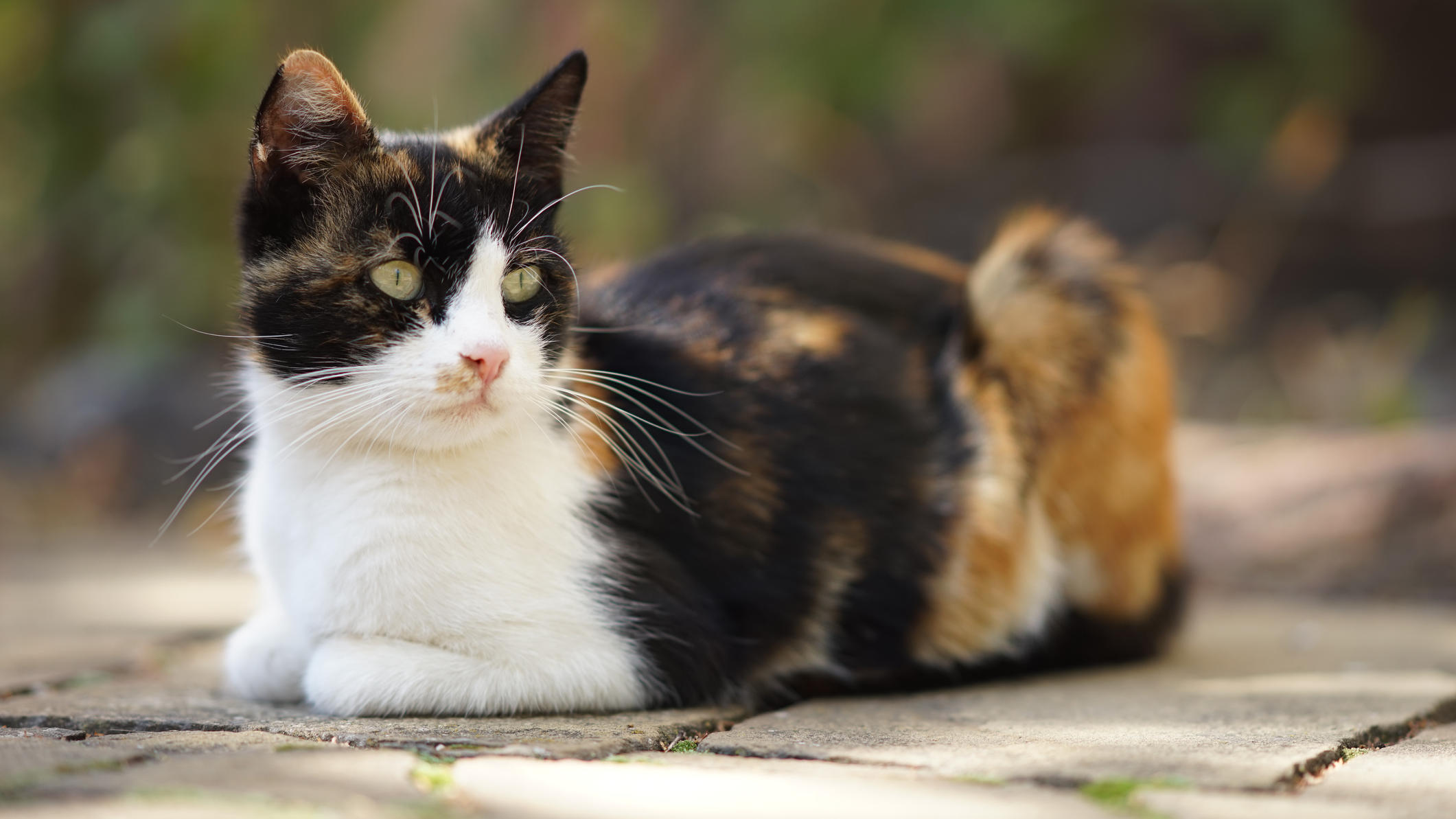 Katze Weiß Braun Schwarz