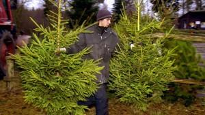 Weihnachtsbäume, Weihnachtsbaum - welcher ist richtig