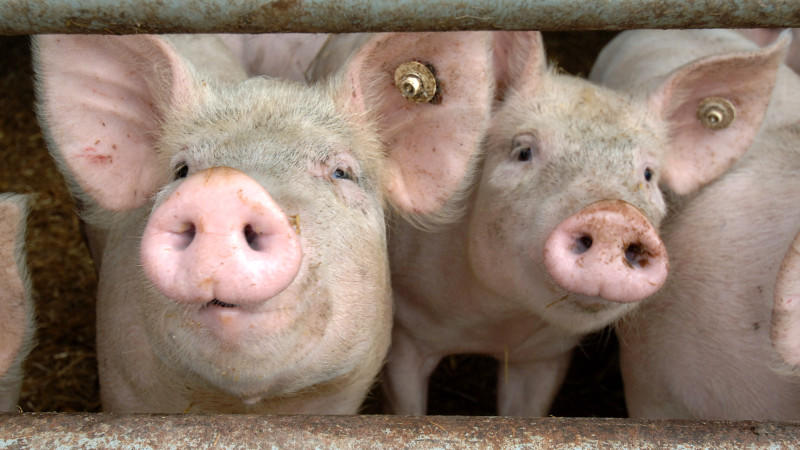 ARCHIV - Säue schauen durch die Absperrung eines Stalles auf einem Bauernhof in Walkendorf /Kreis Güstrow (Archivfoto vom 29.07.2005). Nach dem Auftreten der Schweinepest auf sechs Höfen im Münsterland drei Wochen haben rund 150 Betriebe allein im Kr