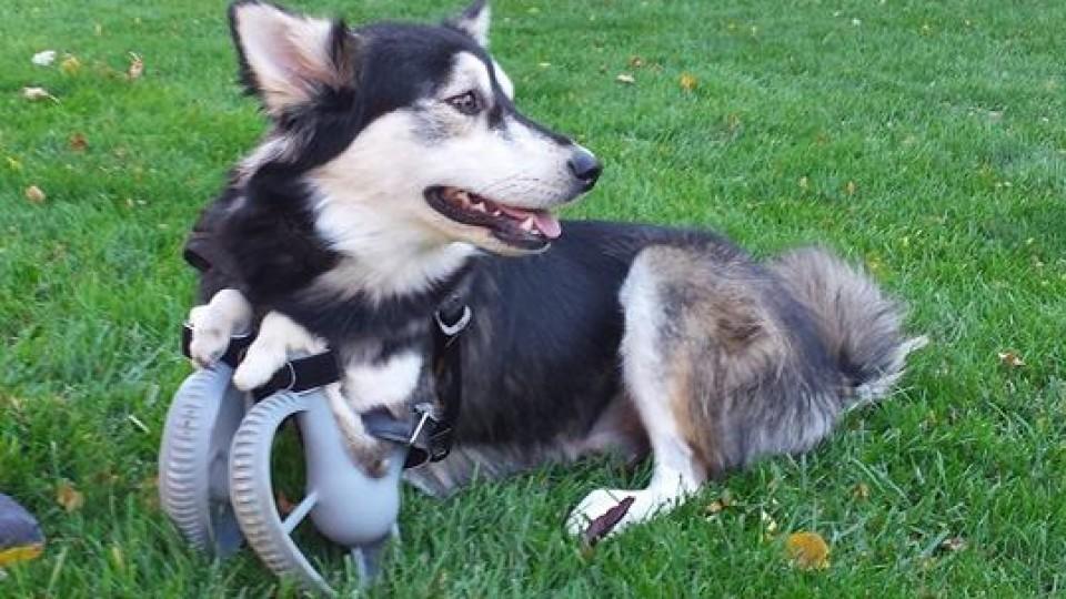 Beine aus dem 3-D-Drucker: Hund Derby kann endlich wieder laufen.