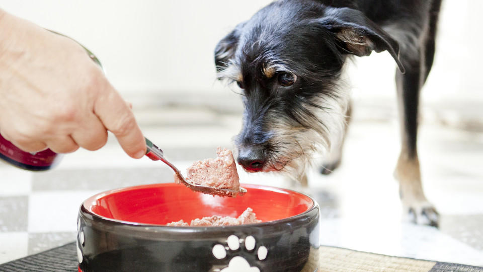 Trockenfutter für den Hund: Stiftung Warentest prüft 23 Produkte - FHLE5A5JD5AG5CNIOXKYNP6H6A