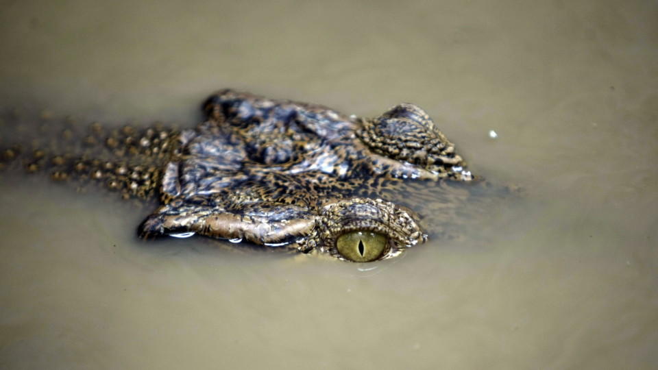 Laucha: Polizei sucht nach Krokodil in der Unstrut