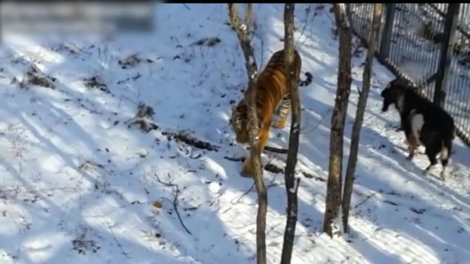 Eine Ziege und ein Tiger sind jetzt Freunde.
