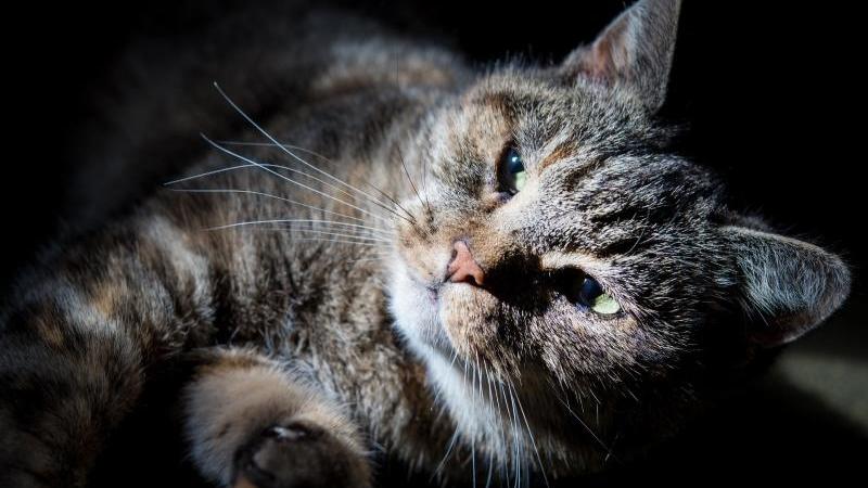 Schnurrende kleine Katze