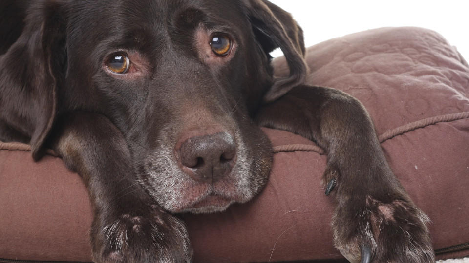 Allergie Bei Hunden Katzen Und Co So Können Sie Ihr Tier