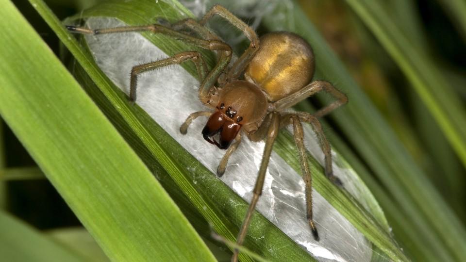 Giftige Spinnen In Deutschland Wikipedia : 18 Heimische Spinnenarten In Deutschland : „stattdessen verdauen sie ihre nahrung außerhalb des eigenen körpers.