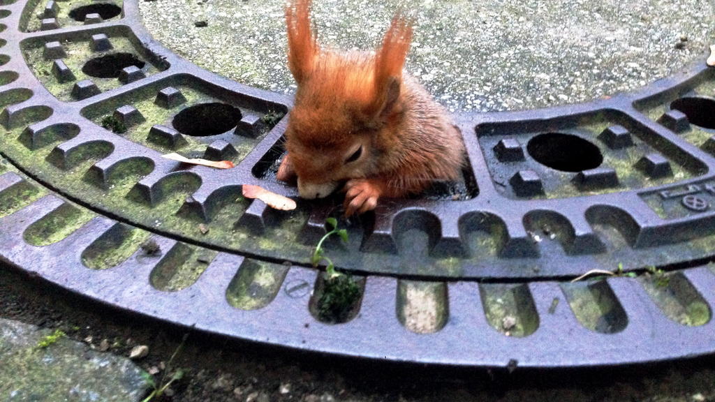 Eichhörnchen Olivio erlebte das Gleiche